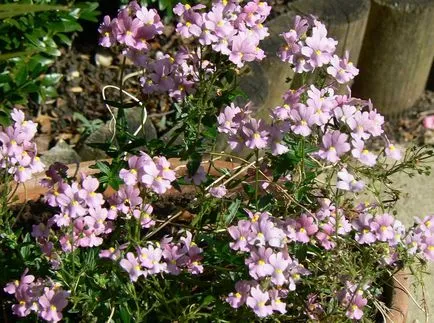 Nemesia снимки и видове, отглеждане и грижи за растенията