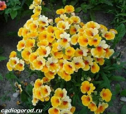 Nemesia цвете