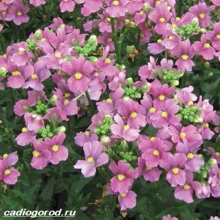 Nemesia цвете