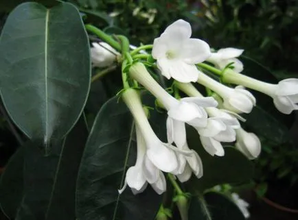 грижи Stephanotis у дома, култивиране, размножаване, засаждане, пресаждане, подрязване, видове,