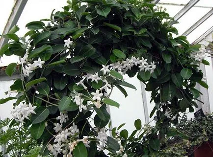 грижи Stephanotis у дома, култивиране, размножаване, засаждане, пресаждане, подрязване, видове,