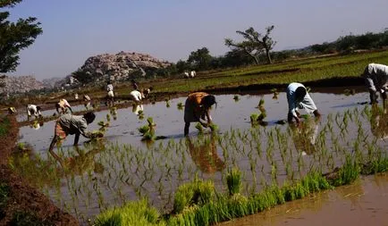 Țările lideri mondiali în cultivarea orezului, vivareit