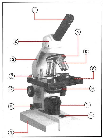 Structura microscop