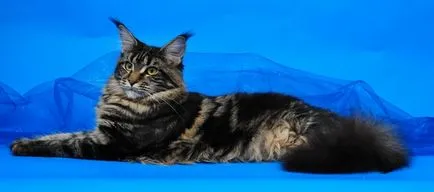 Culori de masă Maine Coon