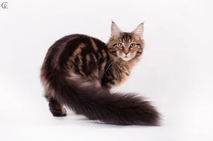 Culori de masă Maine Coon