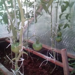 Tomate descrierea de vacanță preferată a soiului, recenzii, fotografii