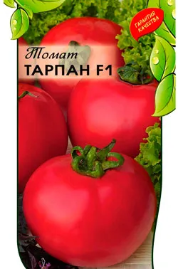 Tomate - Tarpan - f1, caracterizarea și descrierea soiului, randament, fotografie