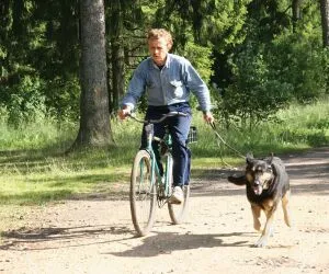 Testul de ciobanesc german de anduranță