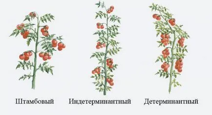 Маломерните домати за открито място без pasynkovaniya