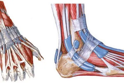 Tendinita genunchi, umăr, picior și încheietura mâinii simptomele și tratamentul