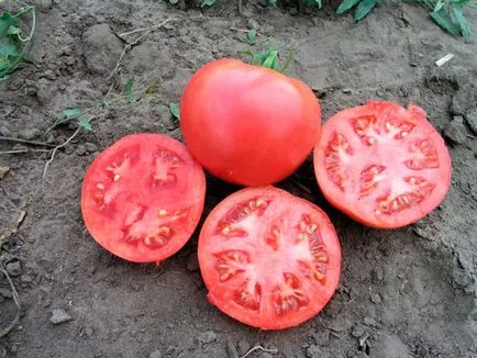 Tomate - Tarpan - f1, caracterizarea și descrierea soiului, randament, fotografie