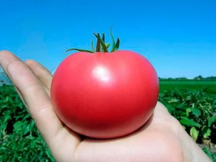 Tomate - Tarpan - f1, caracterizarea și descrierea soiului, randament, fotografie