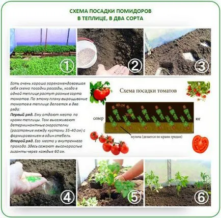 Маломерните домати за открито място без pasynkovaniya