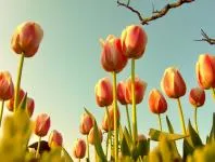 Tulipán - a leírás, a gondozás és termesztés, fotók