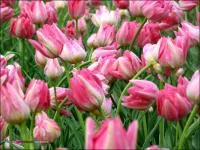 Tulipán - a leírás, a gondozás és termesztés, fotók