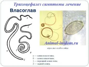 Trichocephalosis tratamentul simptomelor, tratamentul animalelor domestice