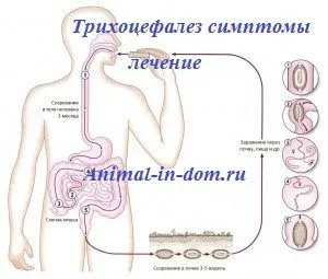 Trichocephalosis лечение симптоми, лечение на домашни животни