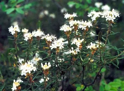 A gyógynövény rozmaring virágokat, fajok, ültetés és gondozás az országban
