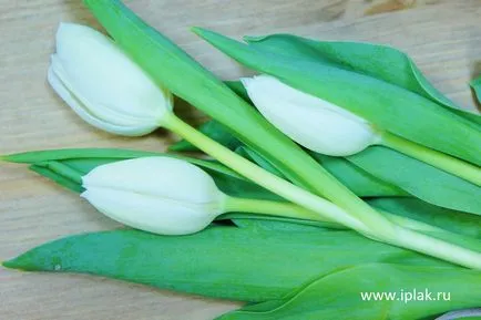 Tulip, trage cu pasteluri în etape! Blog - un blog al artistului Plaksinoy Iriny
