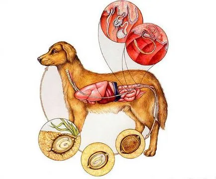 Trichocephalosis инфекция, симптомите, лечението, болести директория, списание за кучета