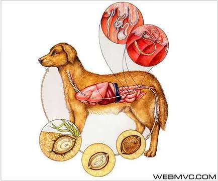 câini Trichocephalosis - animale de companie