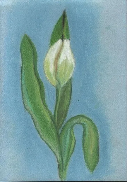 Tulipán, felhívni a pasztelljeirôl szakaszában! Blog - egy blog a művész Plaksinoy Iriny