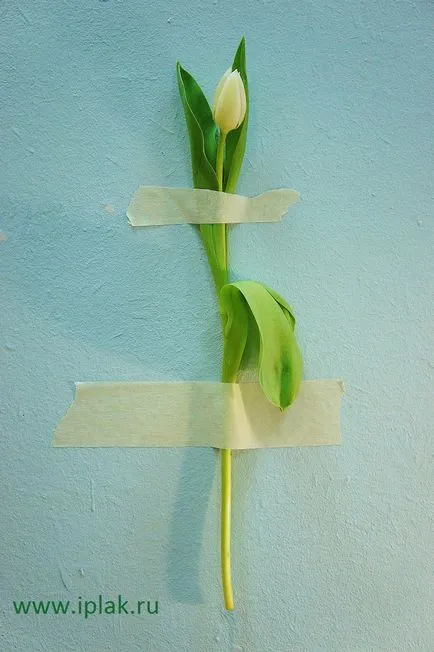 Tulipán, felhívni a pasztelljeirôl szakaszában! Blog - egy blog a művész Plaksinoy Iriny