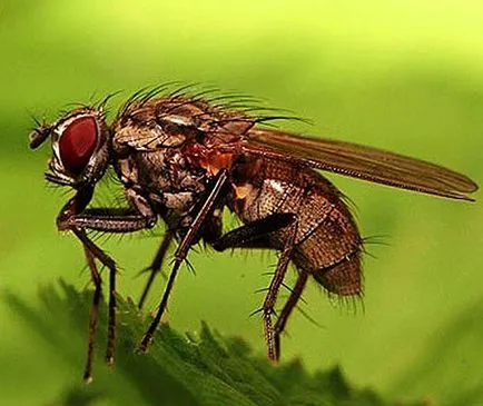 Muscata de țânțarul în ochi decât pentru a elimina umflarea