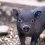 Грижа и отглеждане на виетнамски свине в страната; както включва растат и фуража