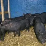 Грижа и отглеждане на виетнамски свине в страната; както включва растат и фуража