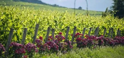 Унгарските наименования на вино, описания, признания, рейтинг