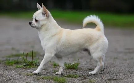 Grija pentru Chihuahuas