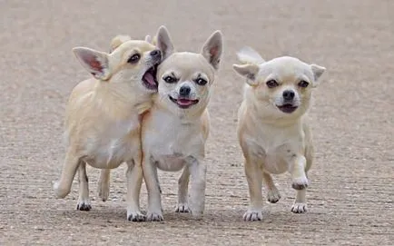 Grija pentru Chihuahuas