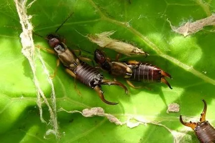 Earwig decât periculoase pentru om, și dacă el ar putea acoperi metode de control