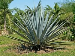 Sa isi dezvolte propria Agave