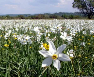 Cultivarea narcise într-un teren deschis - tehnologie completă