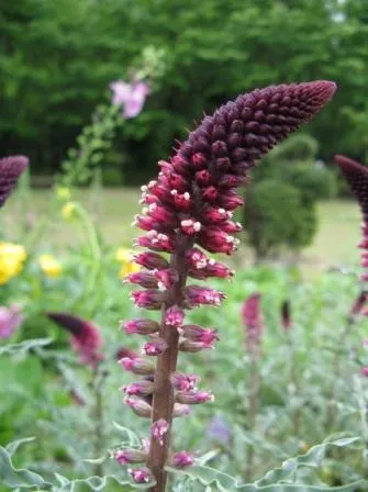 plantare și îngrijire Loosestrife foto