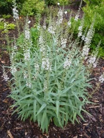 plantare și îngrijire Loosestrife foto