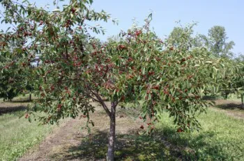 növekvő cseresznye