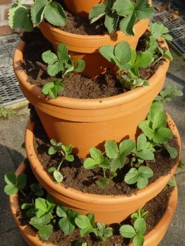 Cultivarea plantelor de căpșun pe balcon