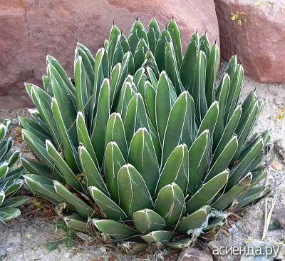 Sa isi dezvolte propria Agave