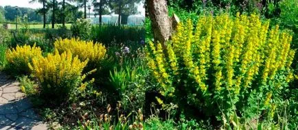 plantare Loosestrife și de îngrijire, cultivarea și creșterea