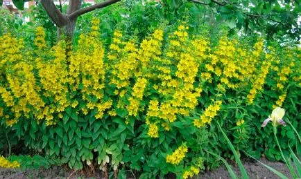 plantare Loosestrife și de îngrijire, cultivarea și creșterea