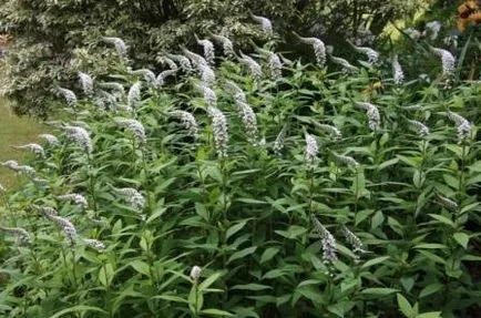 plantare și îngrijire Loosestrife foto