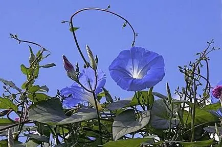 Cultivarea răsaduri de flori morning glory