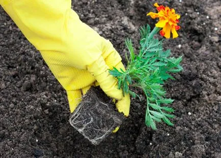 Cultivarea gălbenelelor din semințe în teren deschis, la domiciliu