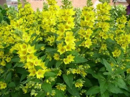 plantare și îngrijire Loosestrife foto