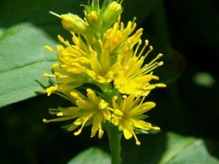 plantare și îngrijire Loosestrife foto