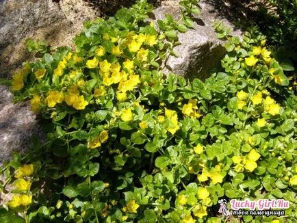 plantare și îngrijire Loosestrife