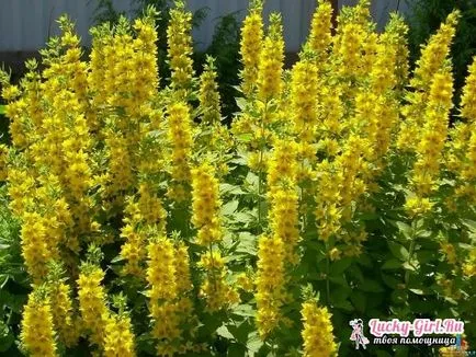 plantare și îngrijire Loosestrife